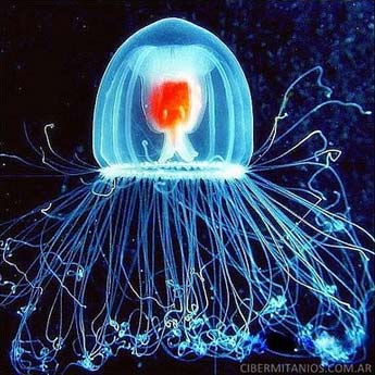 Immortal Jellyfish