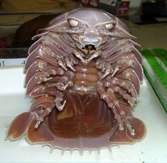 Giant Isopod