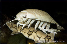 Giant Isopod