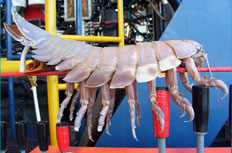 Giant Isopod