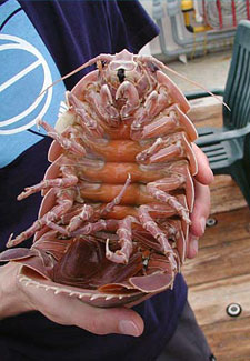 Giant Isopod